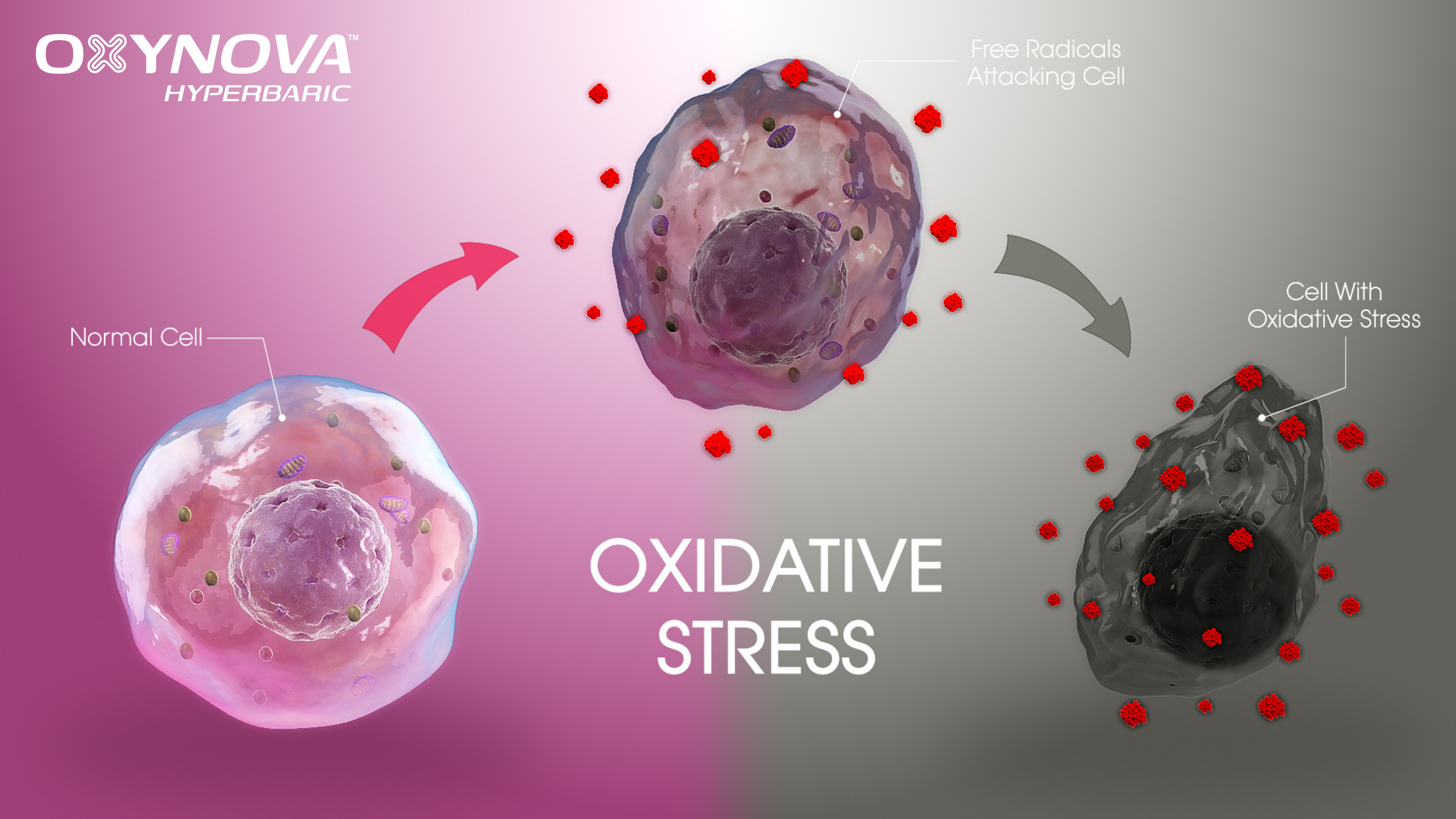 Mild Hyperbaric Oxygen (mHBOT) Increases Blood Flow and Resting Energy Expenditure but not Oxidative Stress